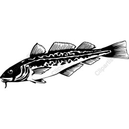 Elegant Fish