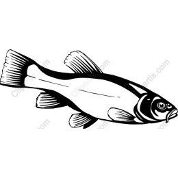 Elegant Fish