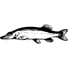 Sturgeon