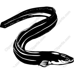 Elegant Eel