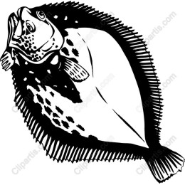 Premium Flounder