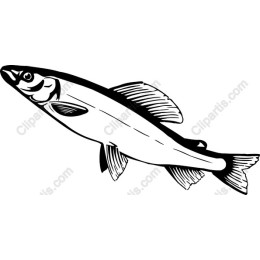 Sleek Fish