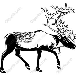 Majestic Reindeer