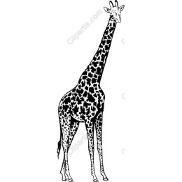 Giraffe in