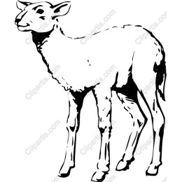 Charming Sheep