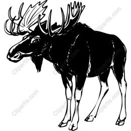 Majestic Moose