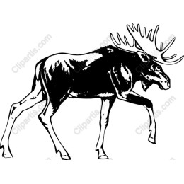 Majestic Moose