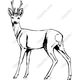 Majestic Deer