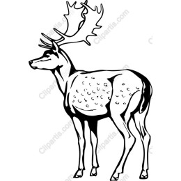 Reindeer