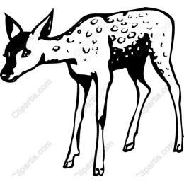 Elegant Spotted Fawn