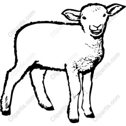 Playful Lamb