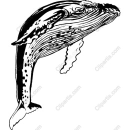 Humpback Whale