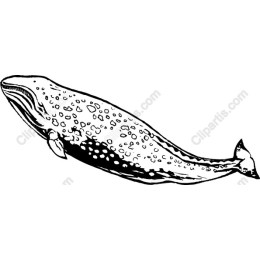 Majestic Whale