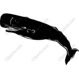 Majestic Sperm Whale