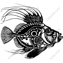 Elegant Fish