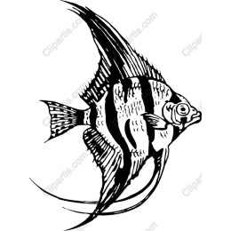 Angelfish in Black and White