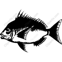 Elegant Fish