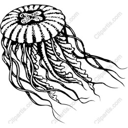 Elegant Jellyfish