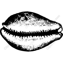 Cowrie Shell