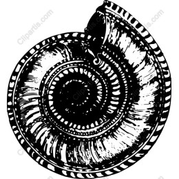 Nautilus Shell Black and White