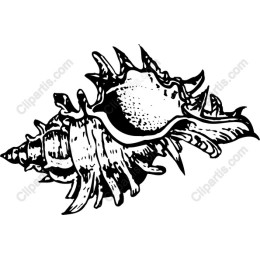 Seashell : Intricate Conch Shell