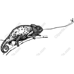 Chameleon - Intricate Black & White