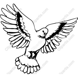 Soaring Dove