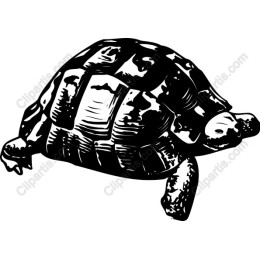 Tortoise