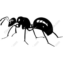 Ant