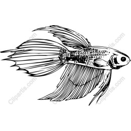 Aquatic Elegance: Detailed Fish