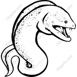 Eel - Detailed