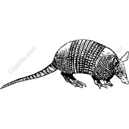 Vintage Armadillo