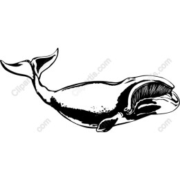 Graceful Whale
