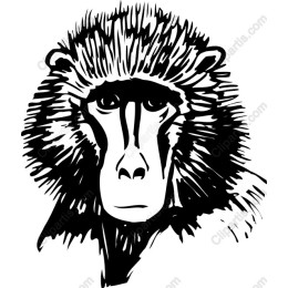 Baboon