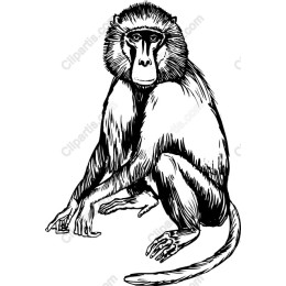 Intricate Baboon