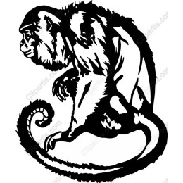 Playful Monkey
