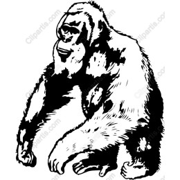 Majestic Gorilla