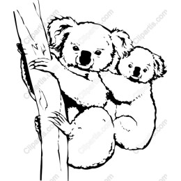 Koala Family