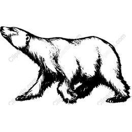 Polar Bear Walking
