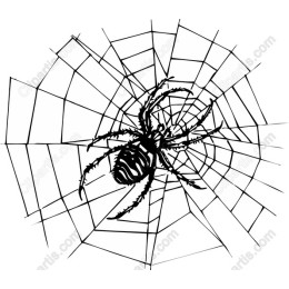 Intricate Spider and Web