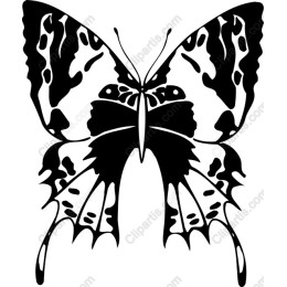 Black and White Butterfly