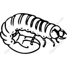 Shrimp