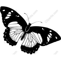 Elegant Black Butterfly