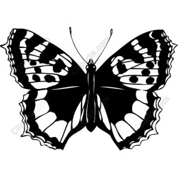 Elegant Butterfly