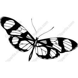 Elegant Black and White Butterfly