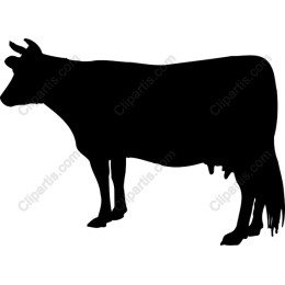 Premium Cow