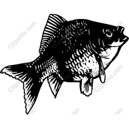 Detailed Fish