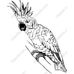 Cockatoo