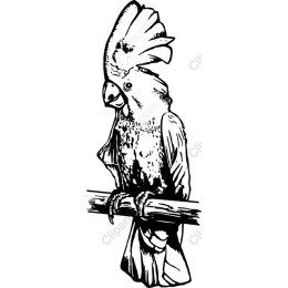 Cockatoo Perched