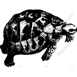 Tortoise - Hand-Drawn